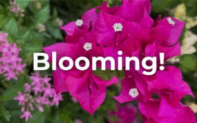 Blooming!