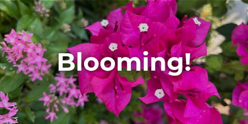 Blooming!