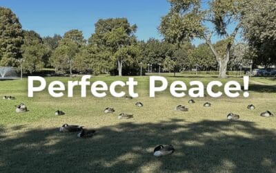 Perfect Peace!